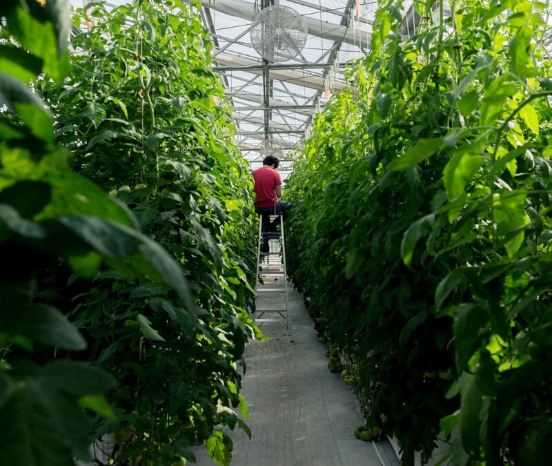 Greenhouse