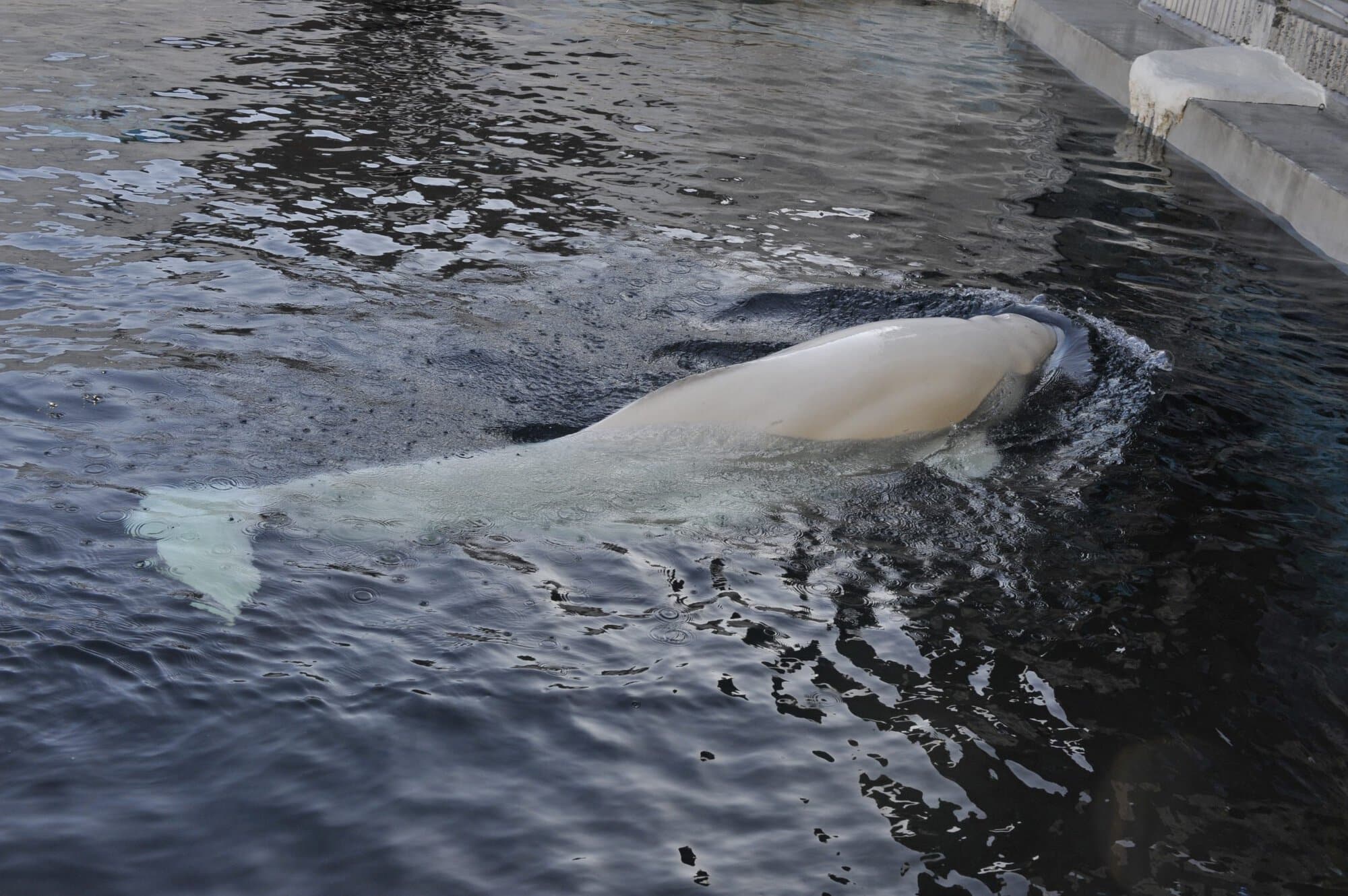 Pride at Sea World