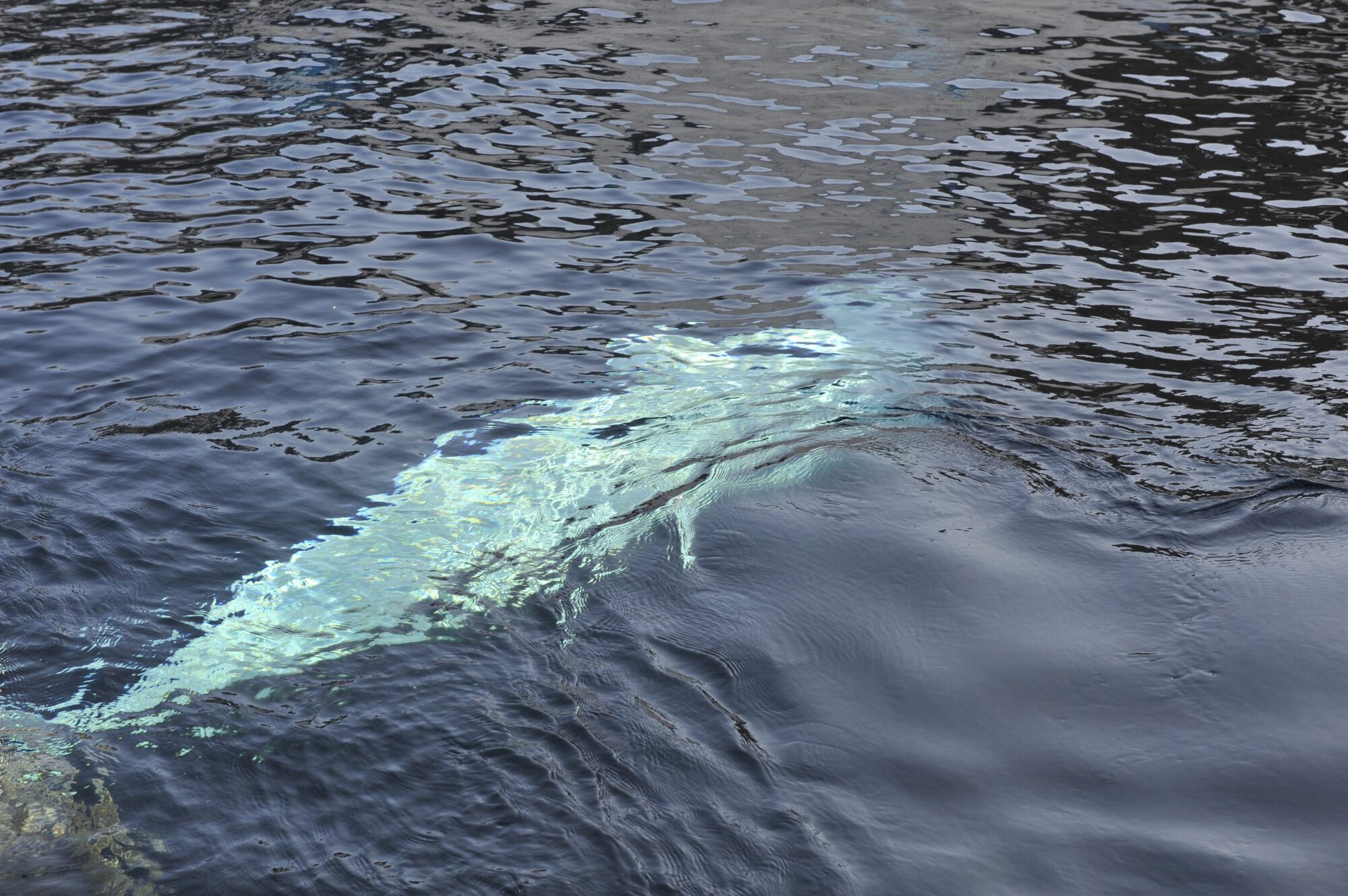 Pride at Sea World