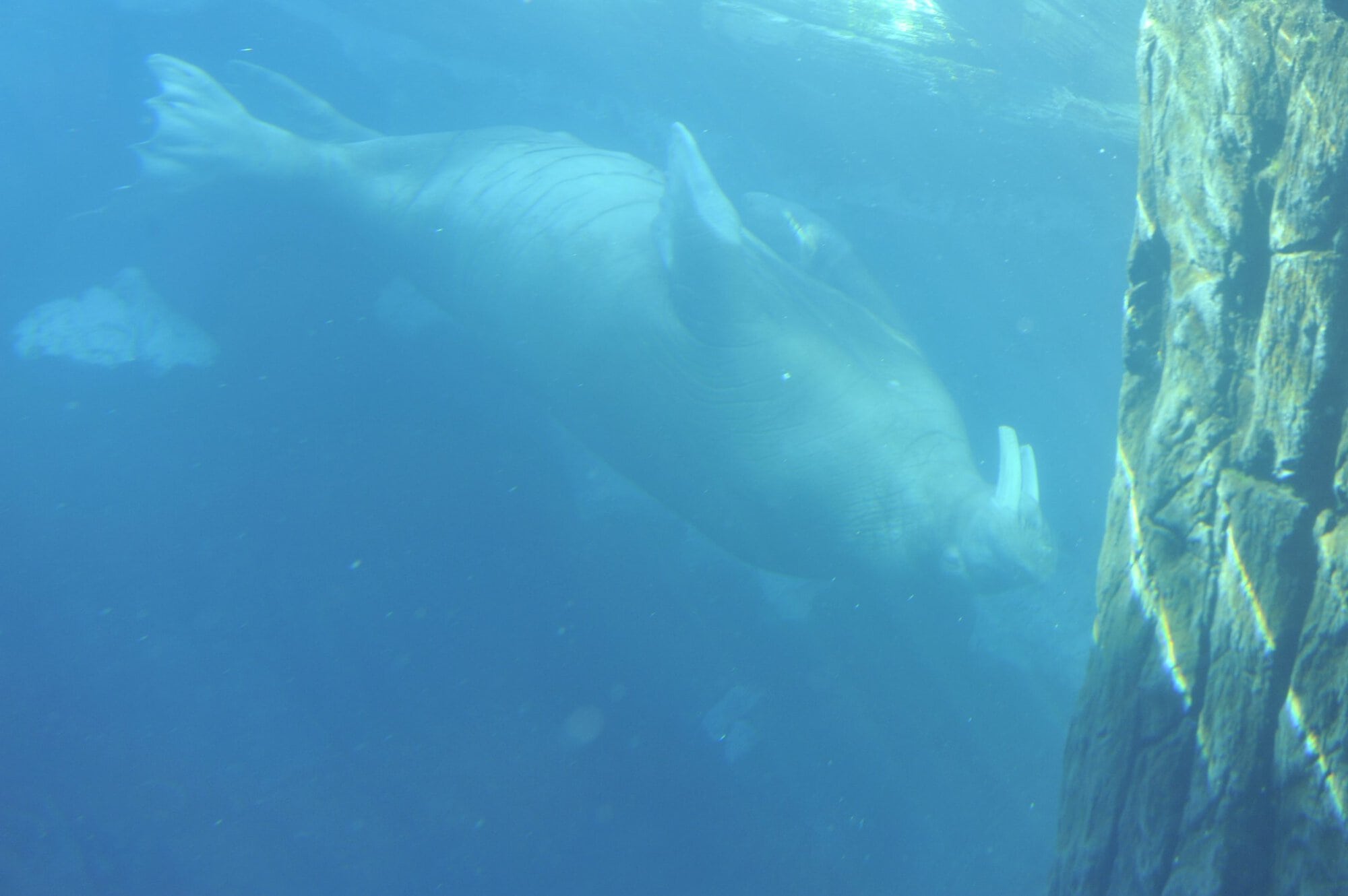 Pride at Sea World