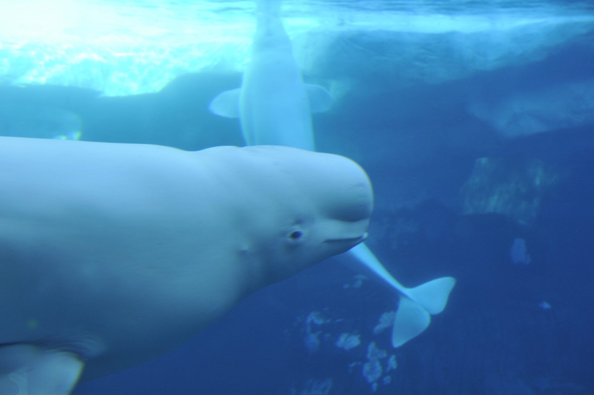 Pride at Sea World