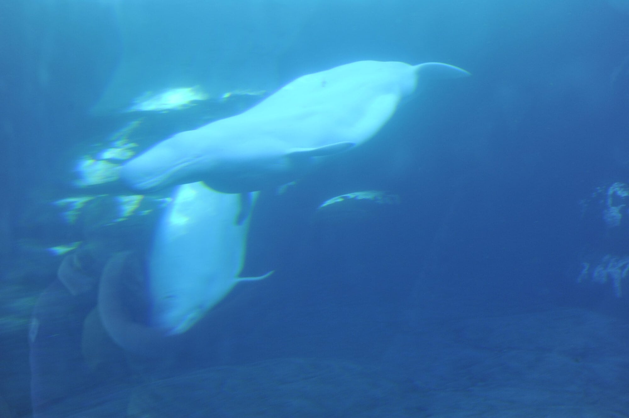 Pride at Sea World