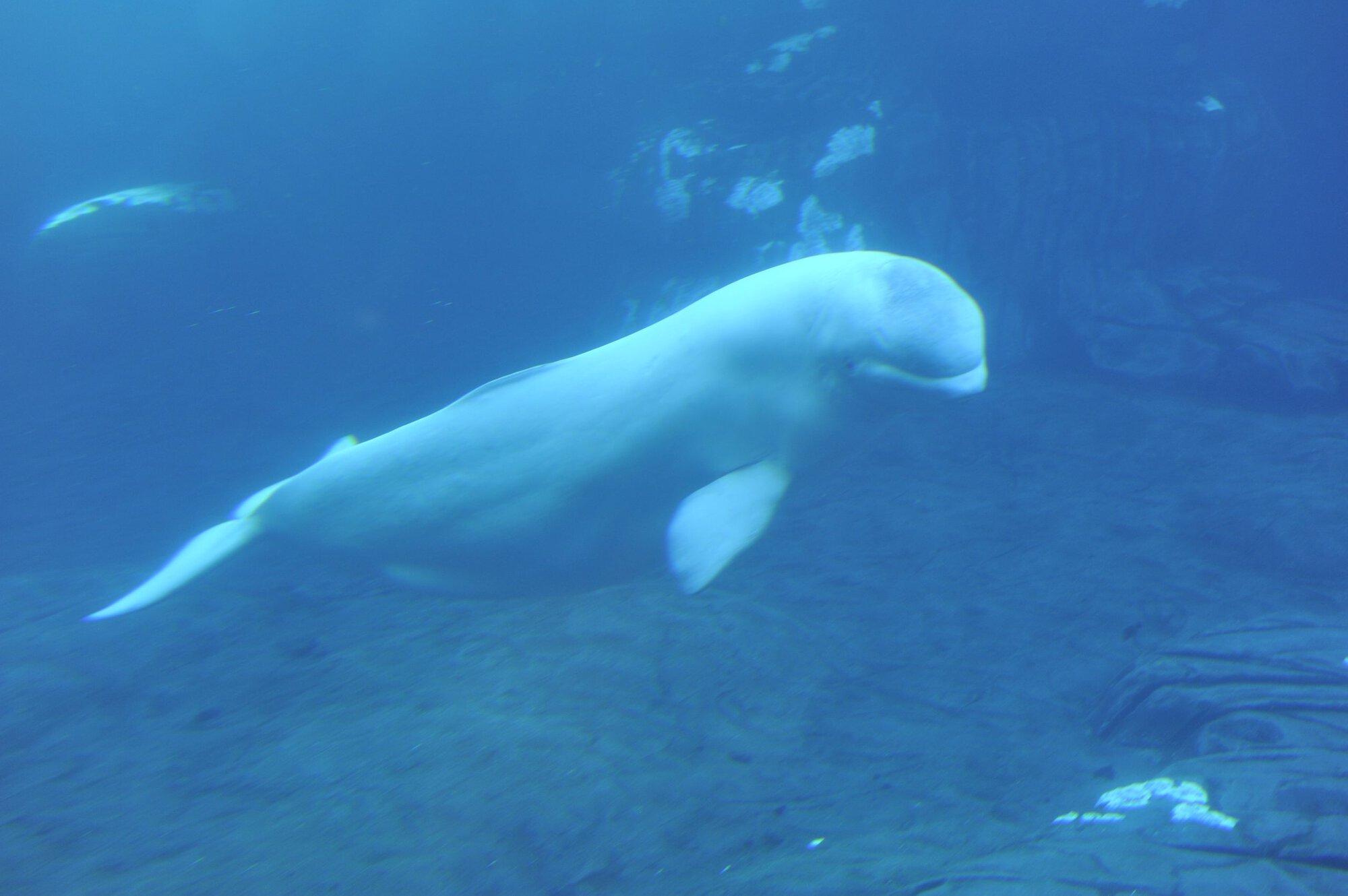 Pride at Sea World