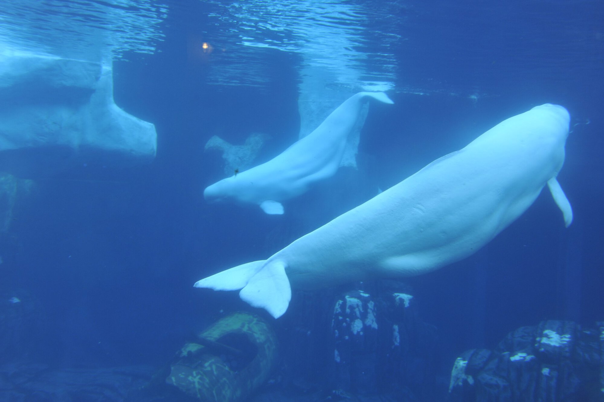 Pride at Sea World