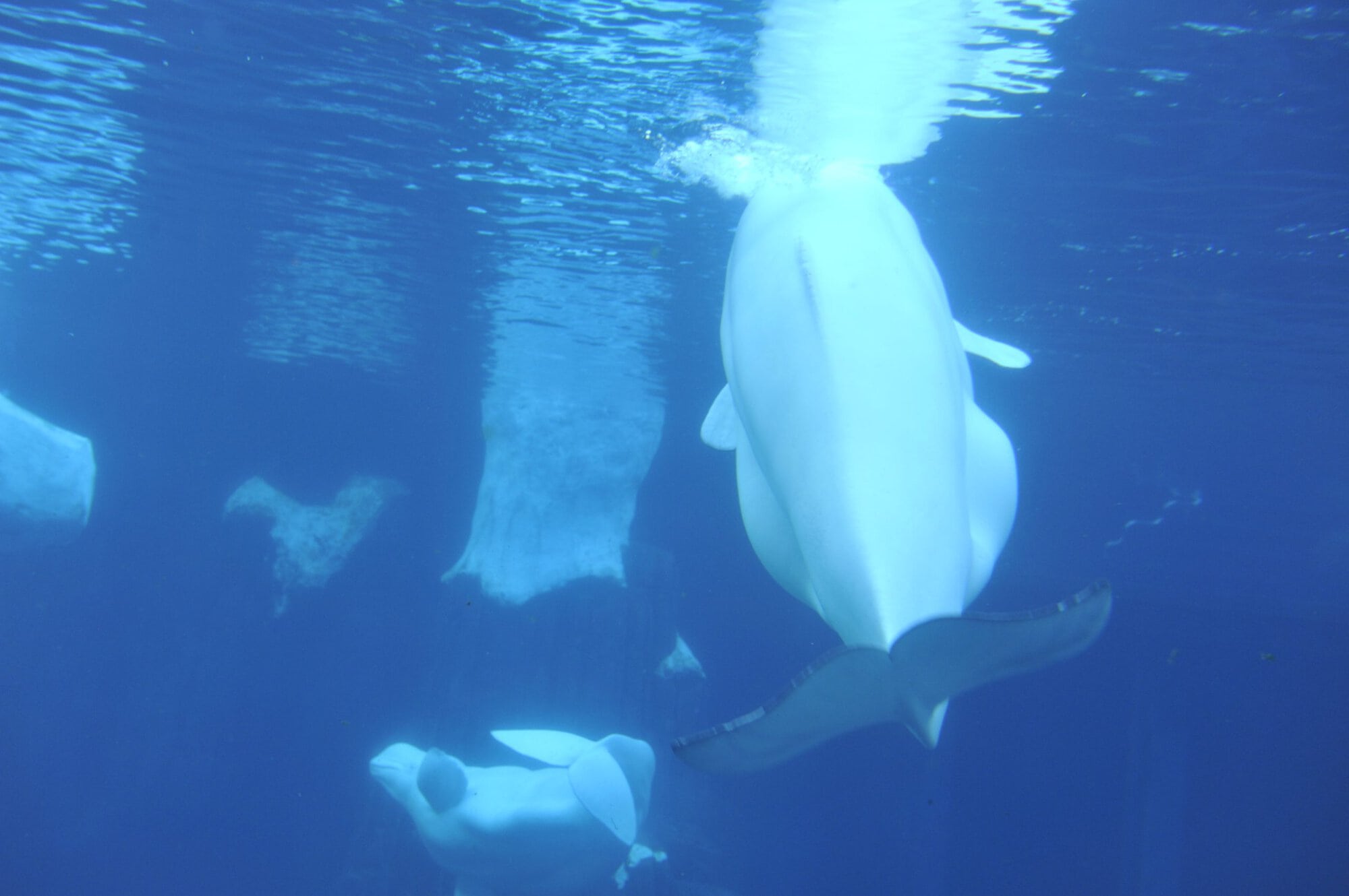 Pride at Sea World