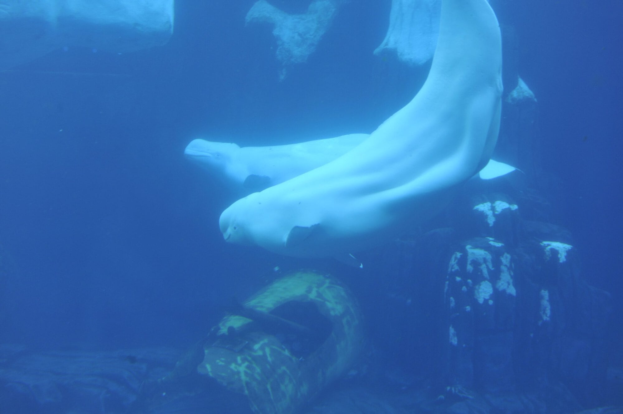 Pride at Sea World