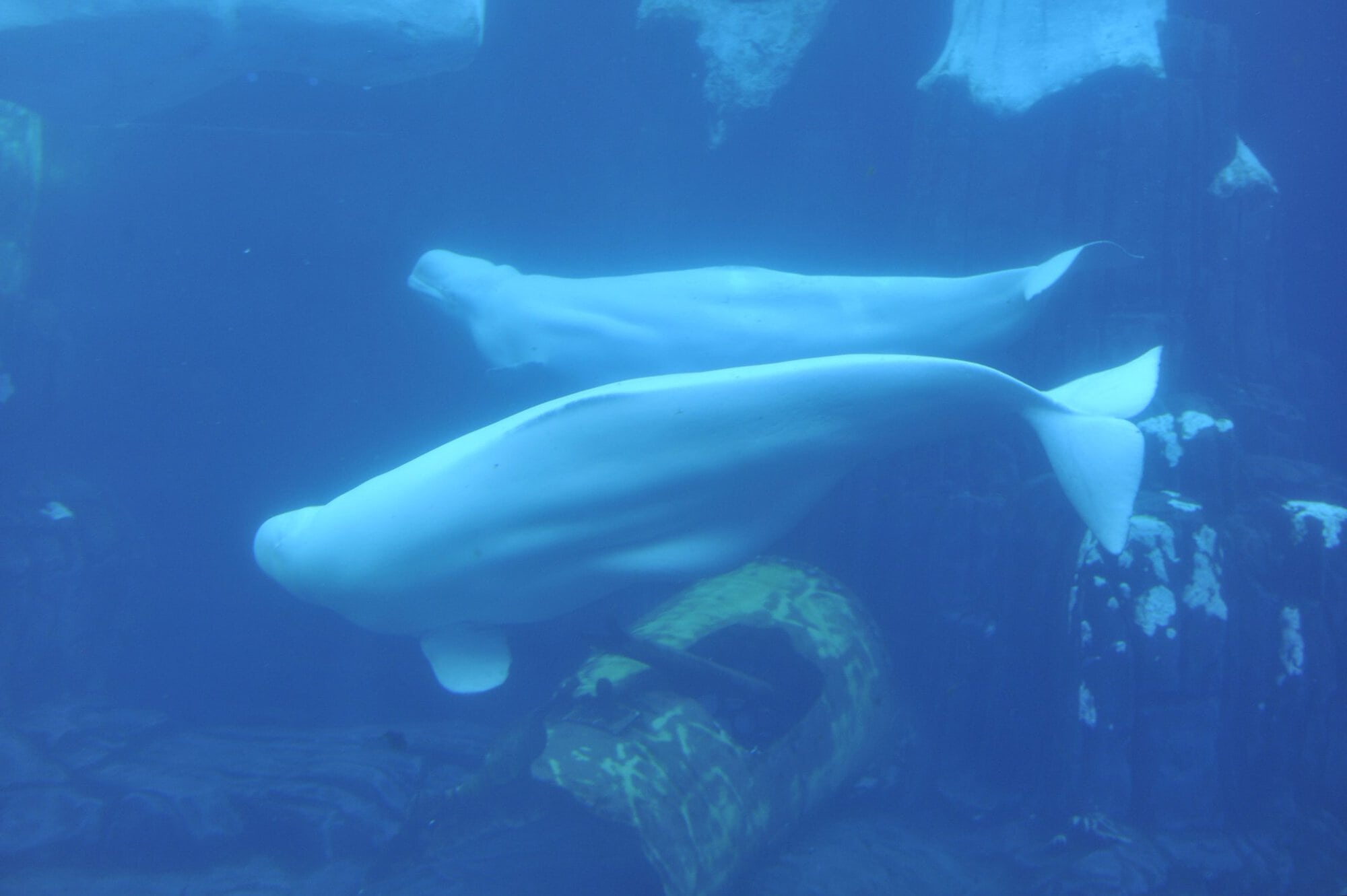 Pride at Sea World