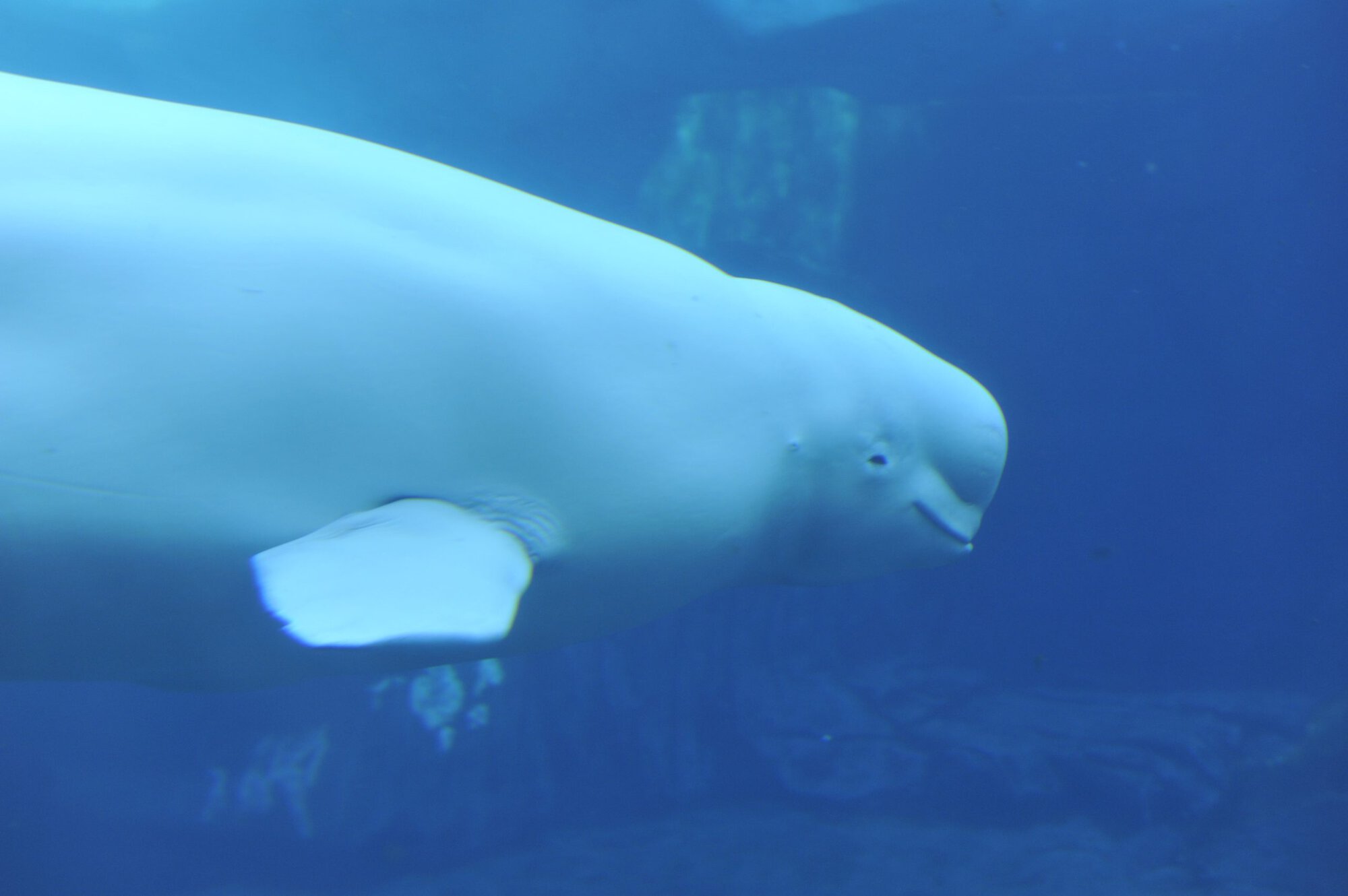 Pride at Sea World