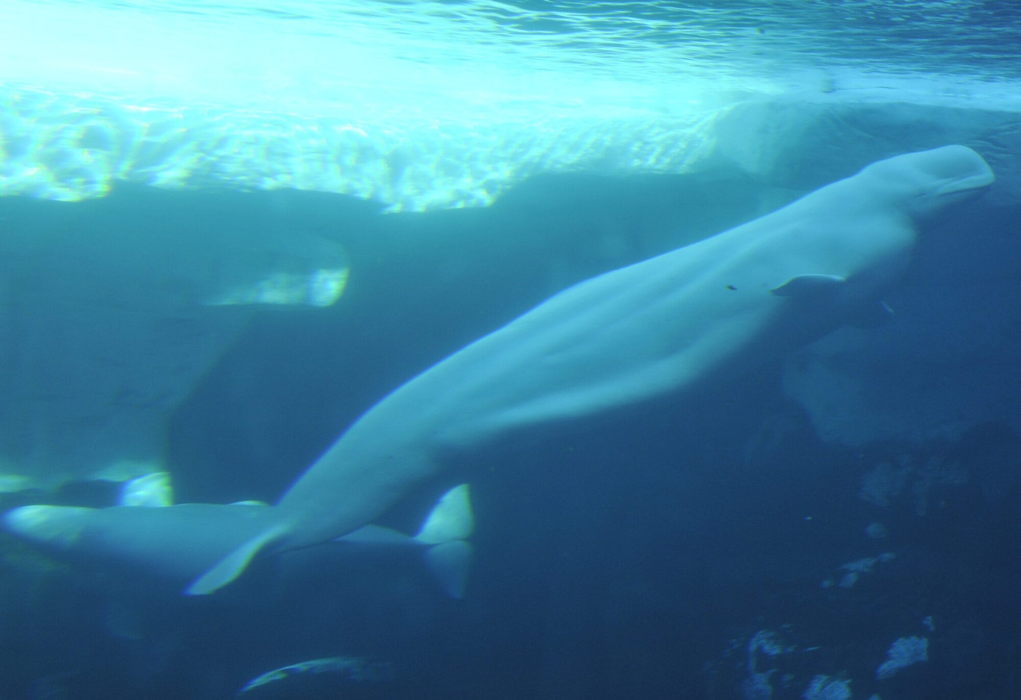 Pride at Sea World