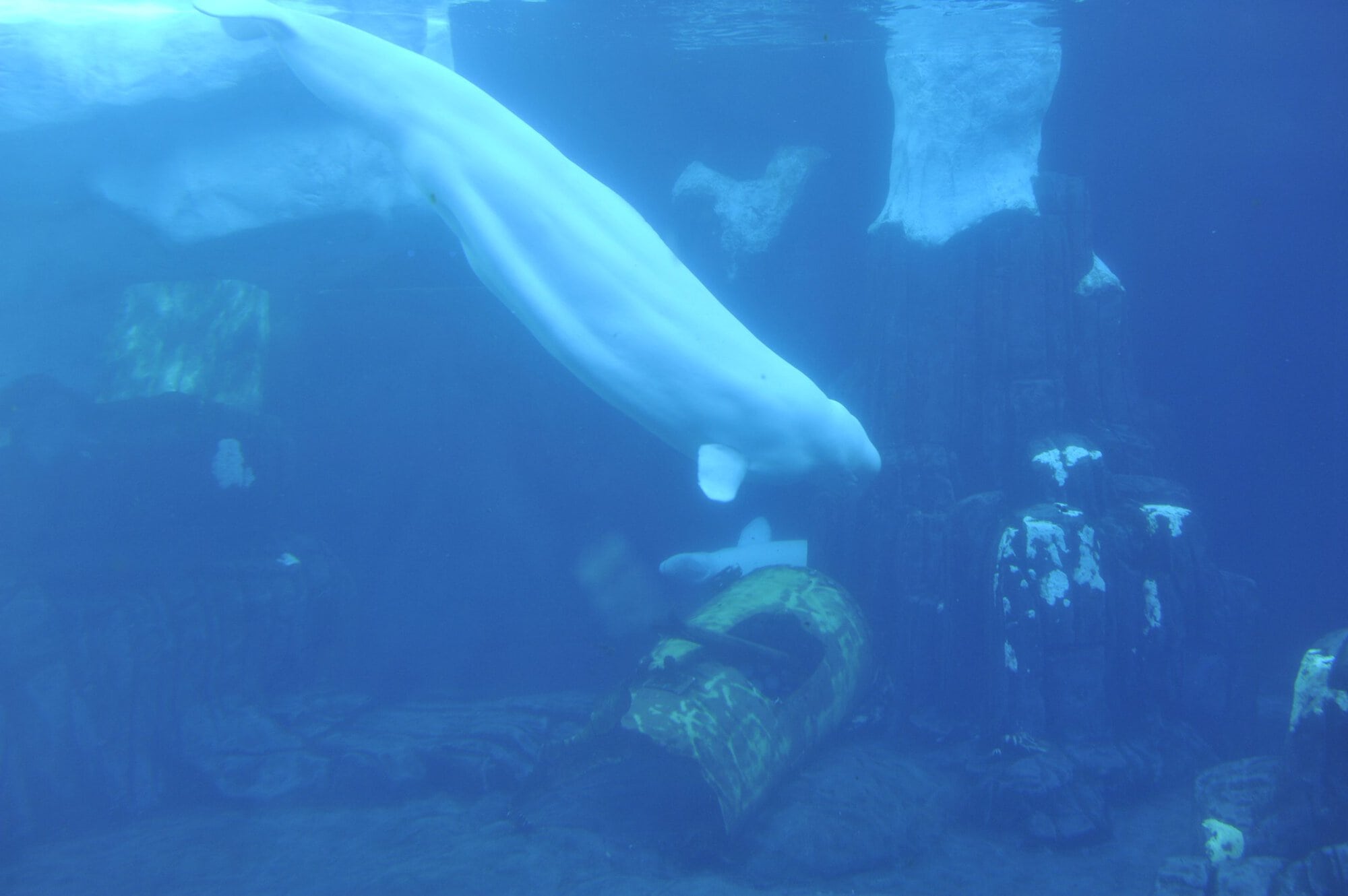 Pride at Sea World