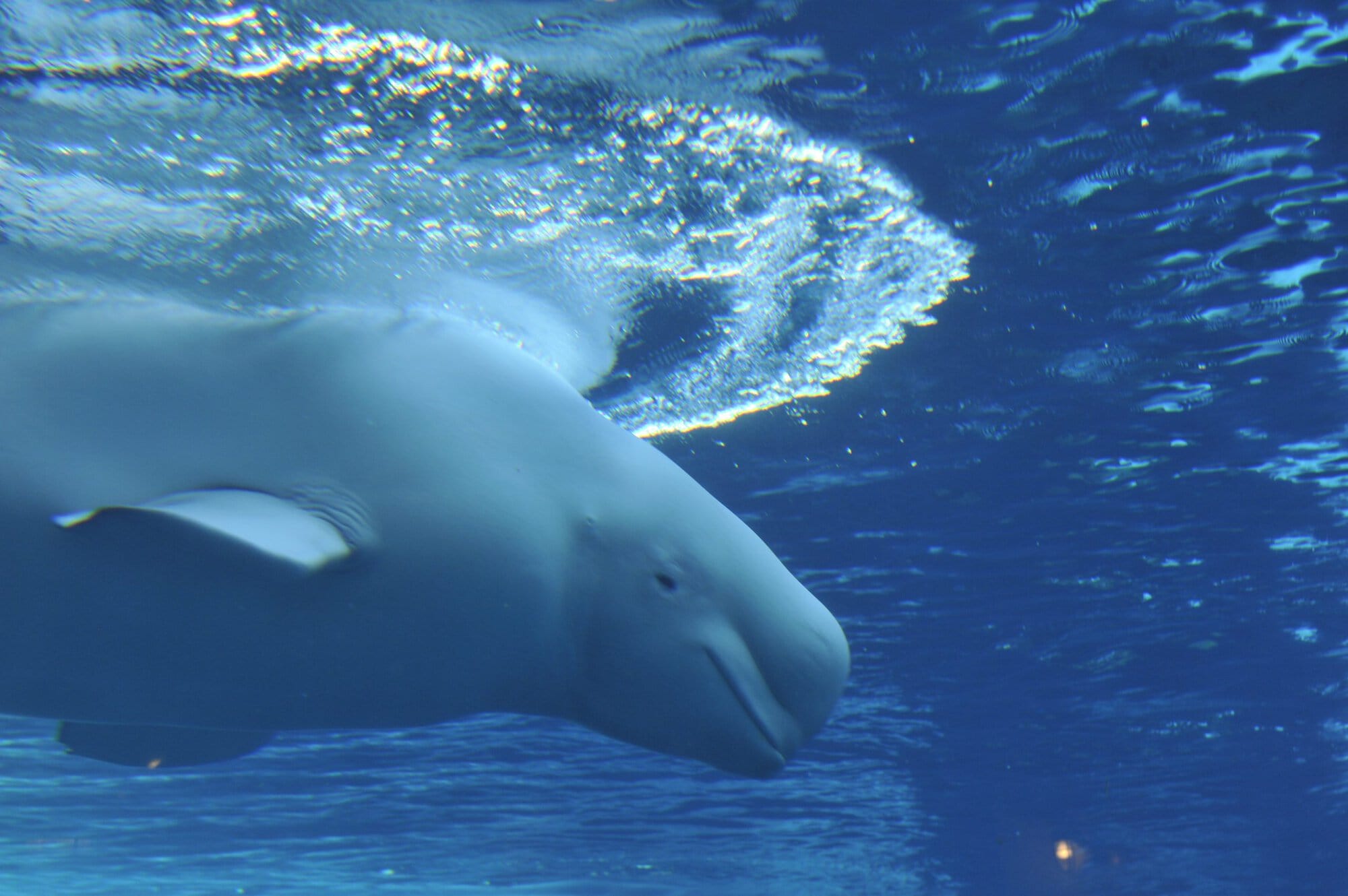 Pride at Sea World