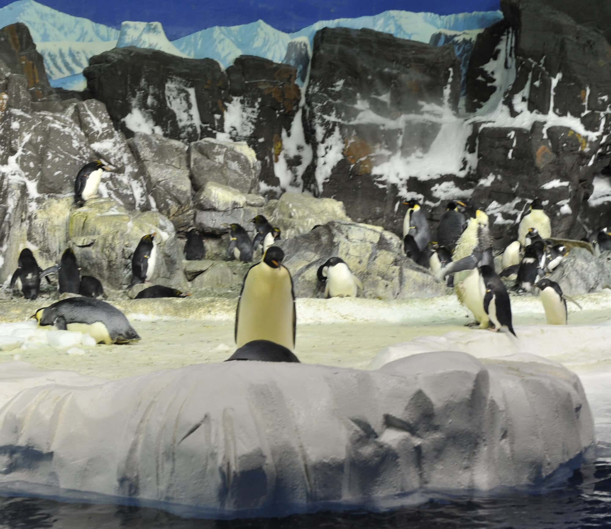 Pride at Sea World