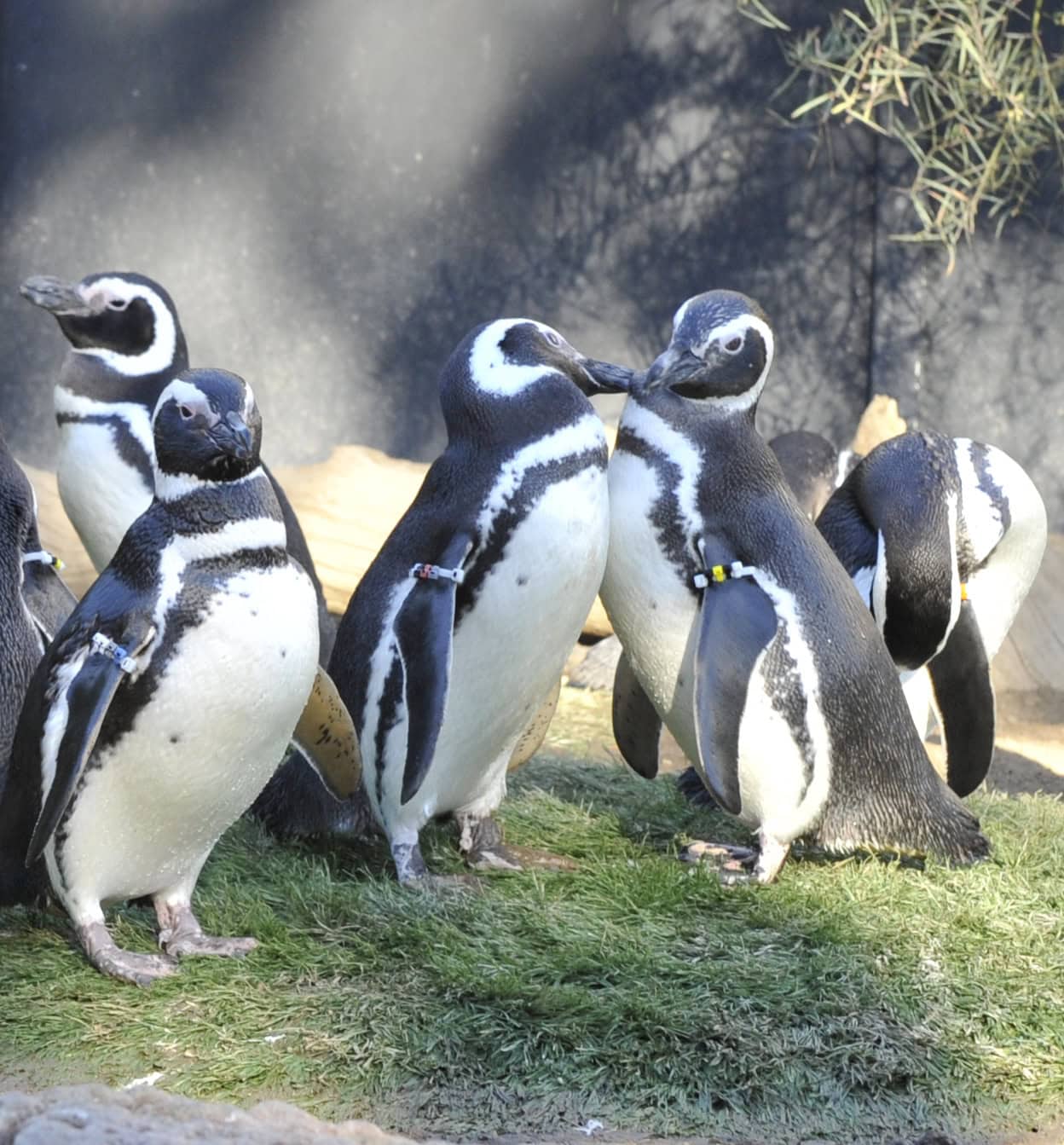 Pride at Sea World