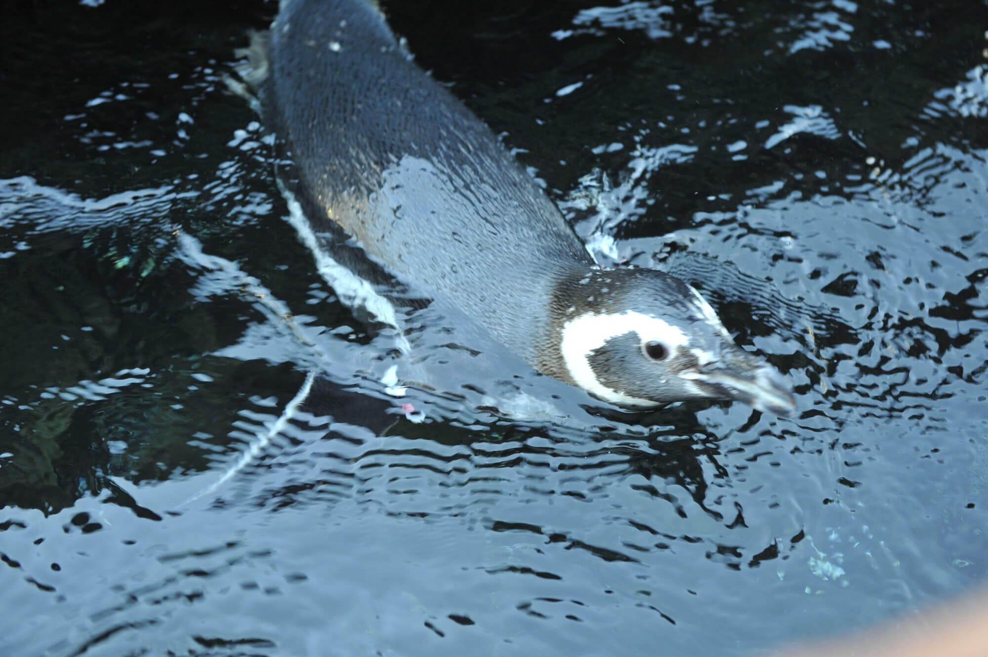 Pride at Sea World