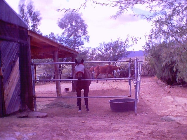 2004