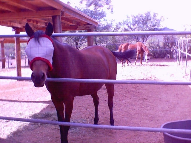 2004